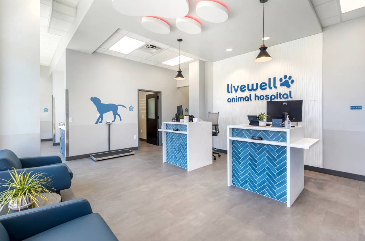 Livewell Animal Hospital of RiNo receptionist area from right angle, showing pet scale