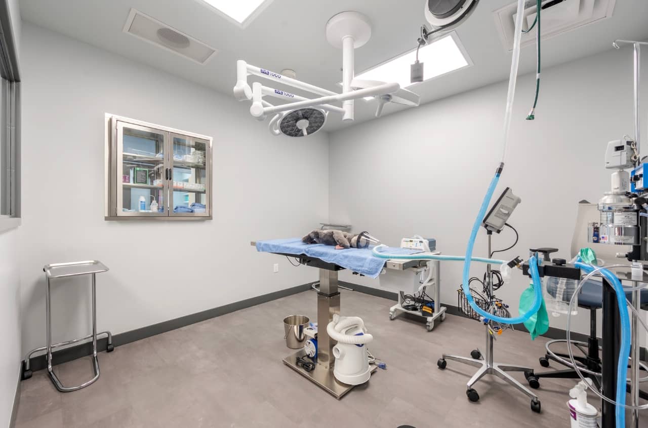 Livewell Animal Hospital of RiNo surgical room with stuffed animal on table