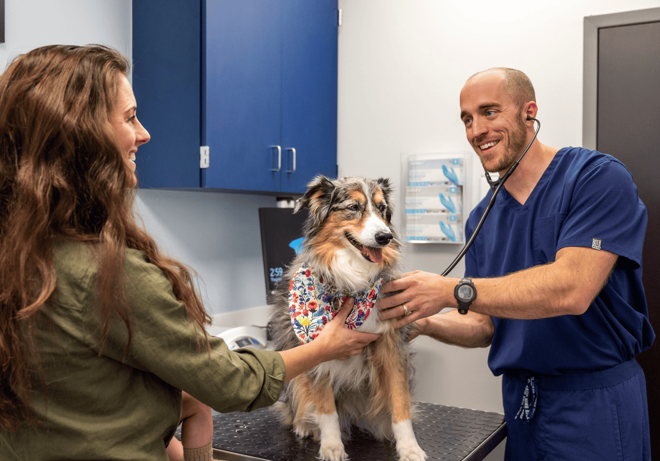 Dr. Gopffarth checking young dog's heart with the owner near by